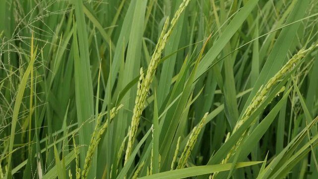 A cinematic handheld slow motion video focusing on young developing green rice grains swaying gently in the wind.