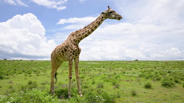Tall giraffe chewing cud in green african savanna
