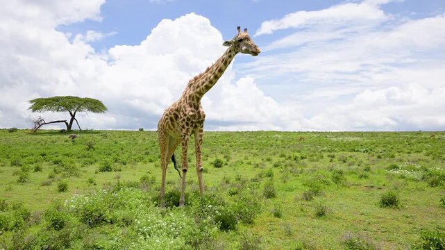 Tall giraffe chewing cud in green african savanna
