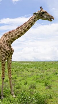 Tall giraffe chewing cud in green african savanna.Vertical video