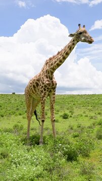 Tall giraffe chewing cud in green african savanna.Vertical video