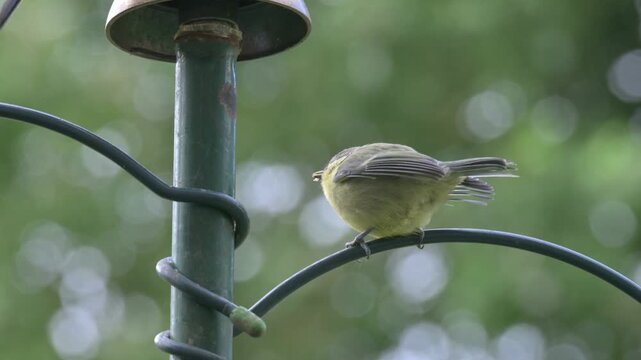 Blue Tit (Cyanistes caeruleus) fledglings on a garden bird feeder. June, Kent, UK [Half speed]