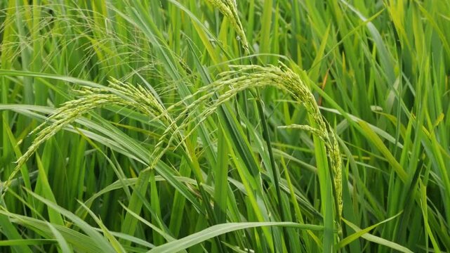 A close-up slow motion shot of textured green rice panicles swaying softly, perfect for nature and agriculture backgrounds.