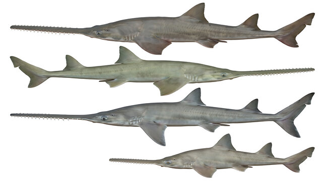 A set of five sawfish isolated on a white background, marine life