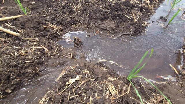 Furrow irrigation saves upfront cost for sugarcane farmers facing severe drought & water scarcity. By channeling limited water directly to crop rows without expensive gear, stays highly cost-effective