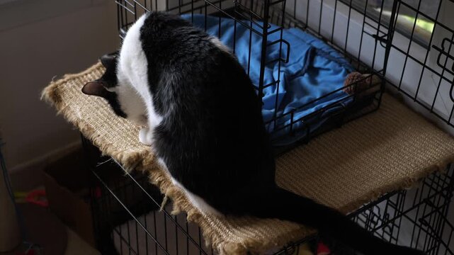 Cat at home