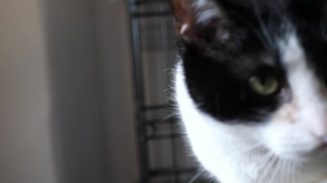 Cat at home