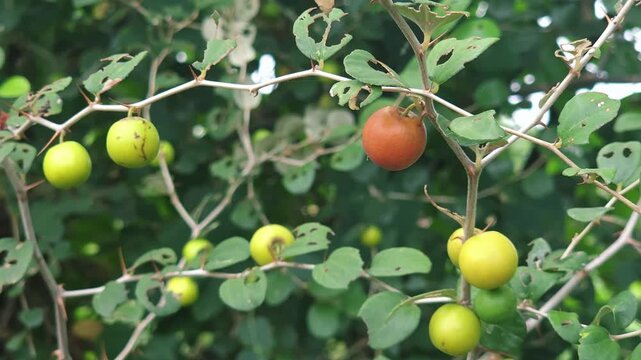 Small wild jujube fruit, Ber or Jharberi (Ziziphus nummularia), on spiky, thorn branches. Organic harvest of sweet, tangy red berries. High in Vitamin C, it boosts immunity and aids digestion.