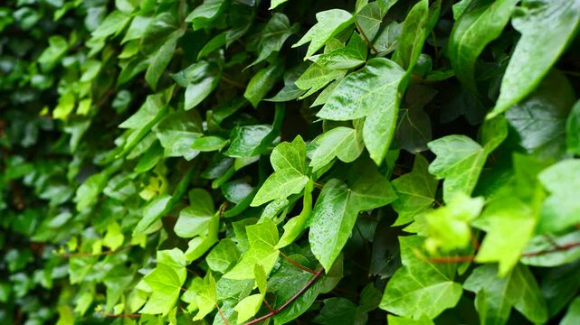Dense ivy hedge with green leaves wet from rain, detailed texture and soft light emphasize organic surface. Perfect for botanical content, environmental themes, natural design backgrounds