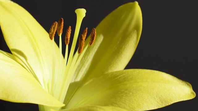 Close up of pollen being blown away from a flower in slow motion - allergy, hay fever, spring concept 