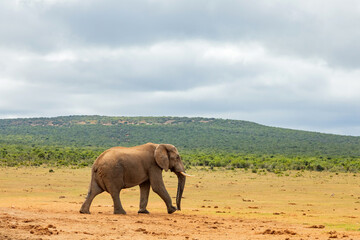 Fototapeta premium Elephant in Addo Elephant Safari Park