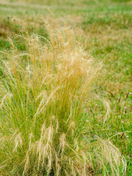 Mexican feather grass (Stipa or nassella tenuissima). Long, soft, silky spikes of green, pale blond, golden, and bronze flowers, slightly curved towards the ground
