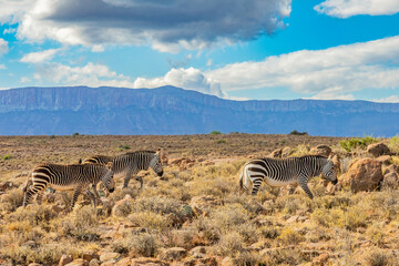 Obraz premium Mountain Zebra grazing in Karoo game reserve