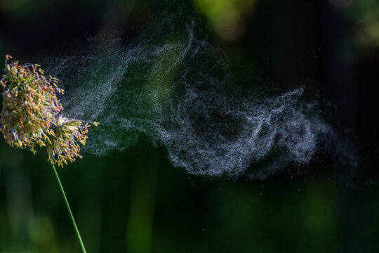 Flowering cocksfoot grass releasing airborne pollen. Macro image illustrating seasonal allergies, hay fever symptoms, respiratory health and environmental exposure.