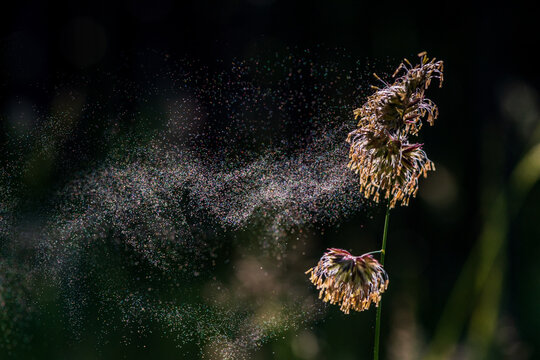 Flowering cocksfoot grass releasing airborne pollen. Macro image illustrating seasonal allergies, hay fever symptoms, respiratory health and environmental exposure.