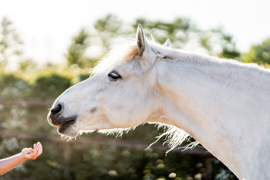 Close-up portrait of a white horse with a human hand near its muzzle in a sunlit outdoor setting