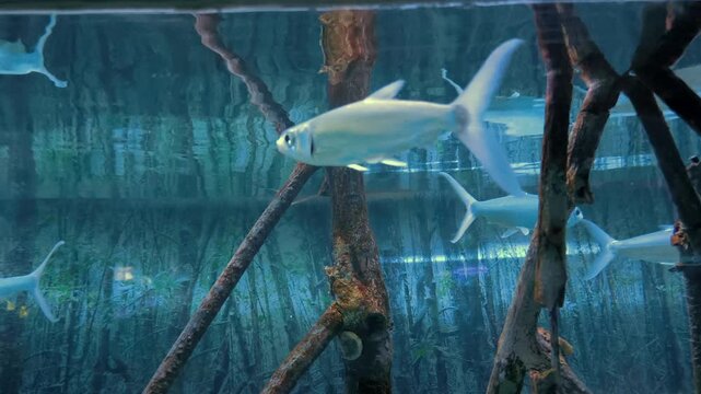 A Milkfish (Chanos chanos), They have elongated, silvery bodies that are moderately compressed, with a blue or olive-green tint on their backs