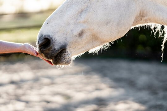 Close-up of white horse nose nuzzling a person's outstretched hand in a sunlit paddock with blurred background