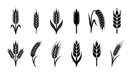 Wheat Stalk Icons, Grain Harvest Vector Set, Agriculture Crop Symbols © Jashim