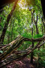 Fototapeta premium Giant twisted vines covered with green moss along a trekking trail in a lush tropical rainforest with sunlight shining through trees