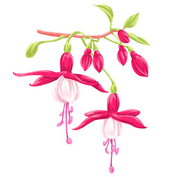 Fuchsia Botanical Flower Painting Natural Floral Illustration
