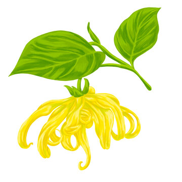 Ylang Ylang Flower Botanical Painting Exotic Aromatic Floral Illustration