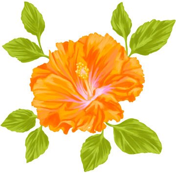 	
Hibiscus Flower Botanical Tropical Painting Floral Illustration