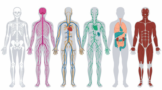 Detailed vector illustration depicting six distinct human body systems: skeletal, nervous, circulatory, lymphatic, visceral and muscular anatomy, illustrating biology education and medical research