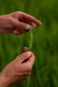 Close-up of farmer's hands inspecting a green barley ear with an insect pest. Concept of crop monitoring, pest management, plant protection, agronomy, and cereal crop production.