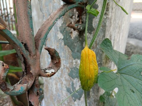 bitter melon tree climbing on the fence