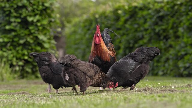 Flock of free range chickens pecking at grass in a green garden
