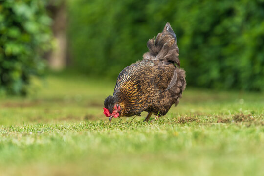 Black free range hen pecking at green grass in garden