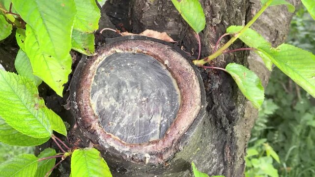 Detailed footage of a perfectly healed branch collar on a tree. Shows the progression of callus tissue growing over the cut area. Essential content for tutorials on proper tree surgery and orchard man