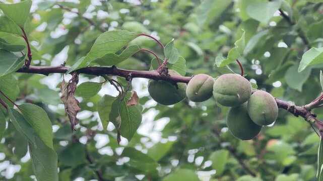 Symptoms of Monilial blight on an apricot tree: contrast between healthy foliage and withered twigs caused by fungal infection. Footage for orchard disease diagnostics.