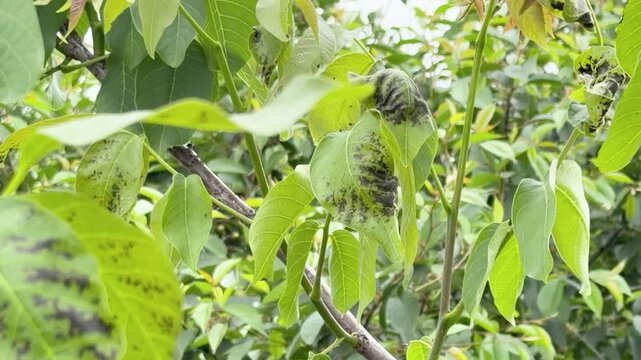 Detailed close-up showing specific symptoms of leaf blight or anthracnose on a young walnut tree.
