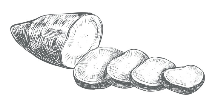 Sweet potato sketch. Vector composition of a half of sweet potato and slices lying on a table. Hand drawn, imitating an engraving. Yam outline drawing done in ink. Ipomoea batatas linear art