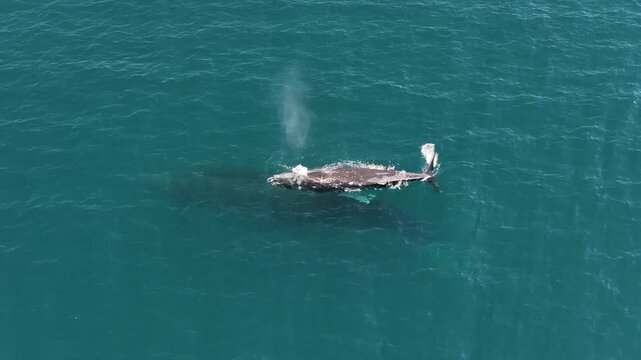 Humpback Whale Calf and Adult Swimming Near Surface