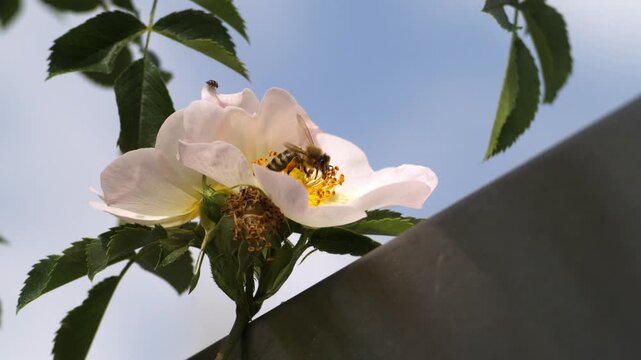 Ultra slow motion macro footage of a honey bee collecting nectar and pollen from a blooming wild rose flower under bright natural sunlight. The delicate white petals contrast beautifully against a cle