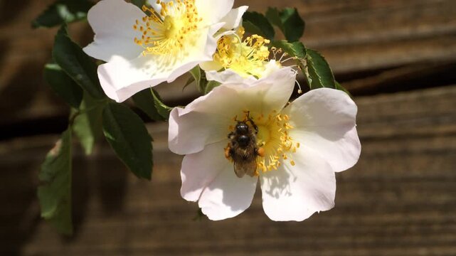 Ultra slow motion macro footage of a bee gathering pollen from a blooming wild rose flower under warm natural sunlight. Detailed close-up reveals pollinator behavior, pollen baskets, delicate flower s