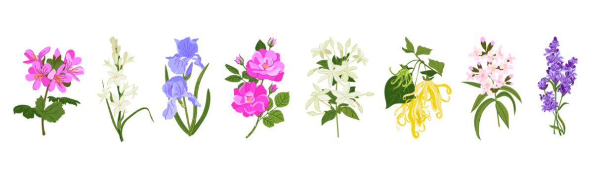 Vector plants for essential oil extraction. Lavender, lemon verbena, rose geranium and tuberose are used in aromatherapy. Jasmine, damask rose, iris and ylang-ylang are used in perfumes and fragrances