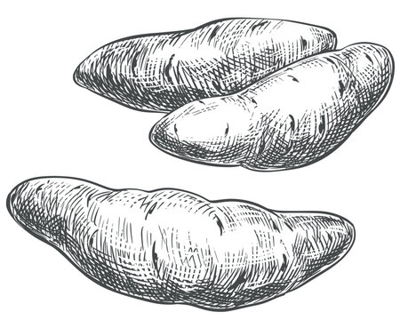 Sweet potato sketch. Vector illustration of three root vegetables in an engraving style. Whole batat isolated on a white background. Hand drawn, imitating etching. Line drawing of the yam.