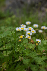 Bisłe kwiaty z żółtym środkiem, Stokrotka pospolita Bellis perennis © Slav
