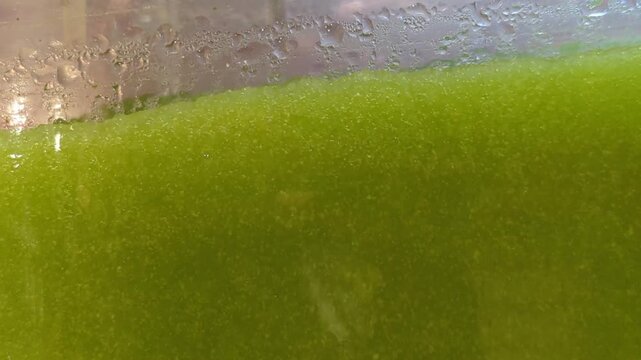 Close up of refreshing green kiwi slushy rotating inside a commercial slush machine