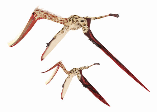 Flugsaurier Pterodaustro, Freisteller