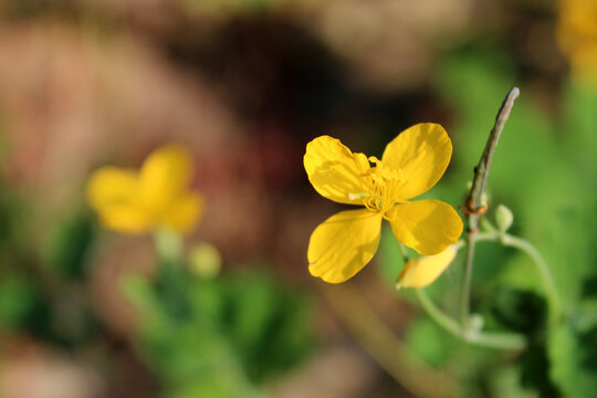 Yellow blooming greater celandine flower