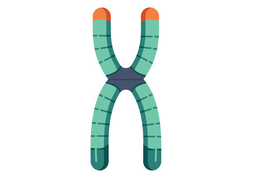 Human Chromosome Vector Illustration for Genetics, DNA Research, and Medical Science Education Isolated on White Background