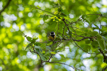 Small tit bird sitting on a branch surrounded by green leaves © Katsiaryna