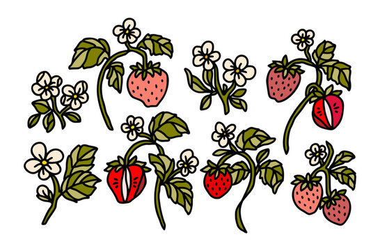 Collection of colorful hand drawn botanical strawberry plants with floral, branch, leaf elements for nature clip arts, fruit logo, branding