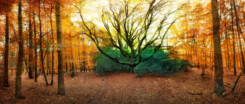 le H&ecirc;tre du voyageur dans la for&ecirc;t de Paimpont. Il est l&rsquo;un des deux seuls h&ecirc;tres (Fagus sylvaticus) d&rsquo;Ille-et-Vilaine class&eacute;s en tant qu&rsquo;Arbre remarquable dans l&rsquo;inventaire r&eacute;gional de 2015. 