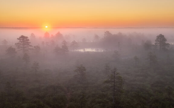 Sunrise Bog with Fog. Amazing nature of Estonia. P&otilde;hja-K&otilde;rvemaa Nature Reserve